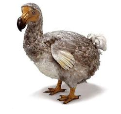 The Dodo Bird The Dodo Bird