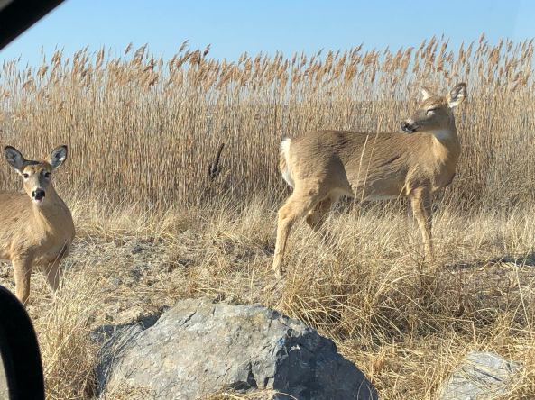 Wildlife At Fire Island National Seashore
